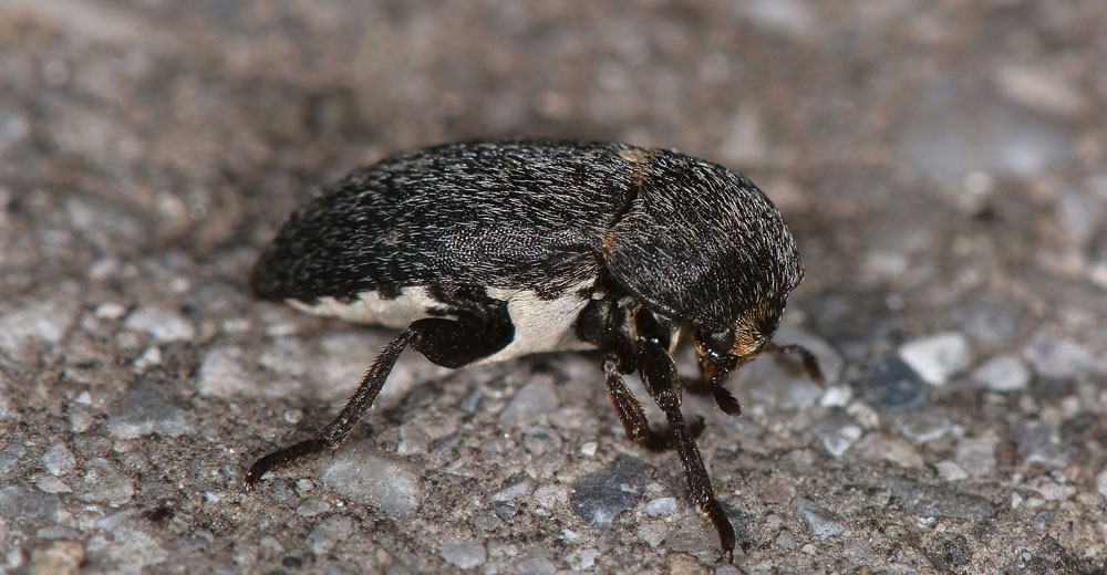 Dermestes laniarius (Dermestidae)